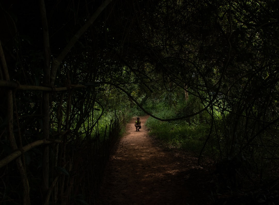 Dark green forest path leading to light, minimalist illustration, no text